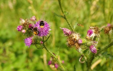 Bumblebee on a thistle