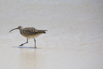 Obraz premium Sanderling bird walking on beach alone. Galagapos