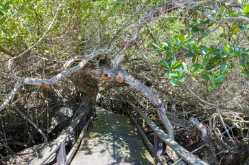 Wooden path way across the mangrove, Ecuador
