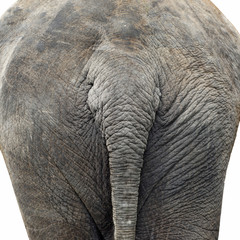 bottom of asian elephant isolated on white