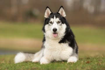 Siberian Husky dog outdoors in nature