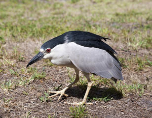 Black crowned night heron. Nycticorax nycticorax. Florida