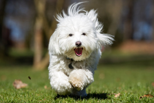 Coton de Tulear dog running outdoors in nature