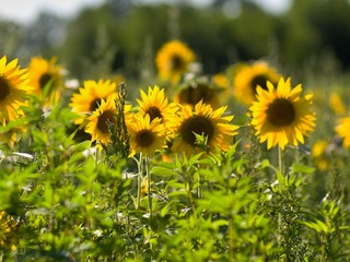 Sunflowers plants in the extensive farm field