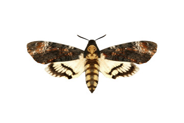 Moth on white background
