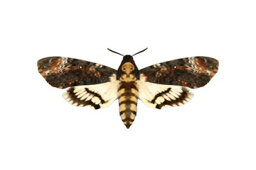 Fototapeta premium Moth on white background