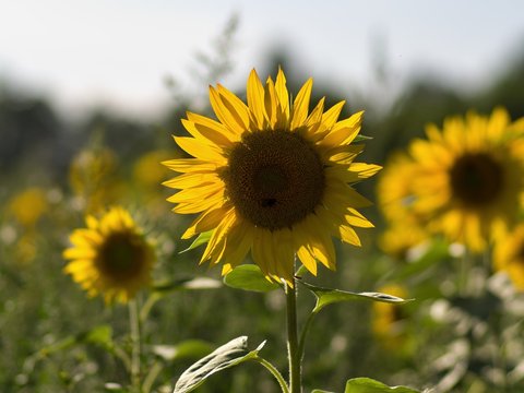 Sunflowers plants in the extensive farm field