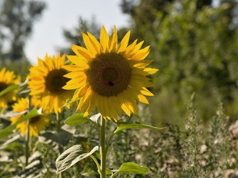 Sunflowers plants in the extensive farm field
