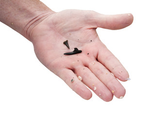 Searching for shark teeth on Venice beach Florida , using a Florida shovel