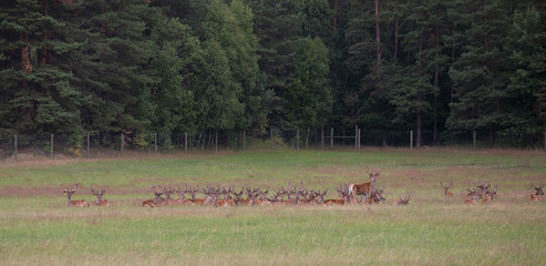 hodowla jeleni, jeleń  © wip-studio