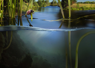  Close-up  under water