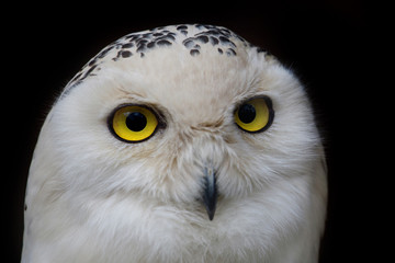 big eyed owl, staring owl 