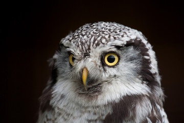 big eyed owl, staring owl 
