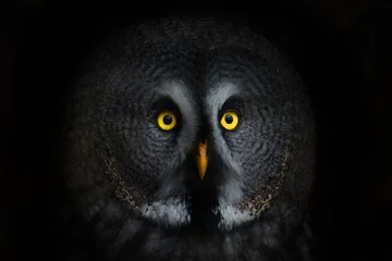 Photo sur Plexiglas Hibou hibou aux grands yeux, hibou fixe