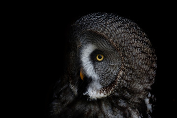 big eyed owl, staring owl 