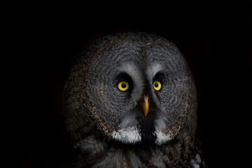 big eyed owl, staring owl 
