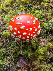 Red toadstool growing in the moss in the forest in summer.