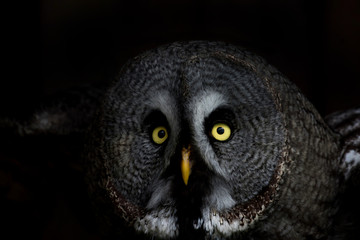 big eyed owl, staring owl 