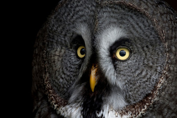 big eyed owl, staring owl 