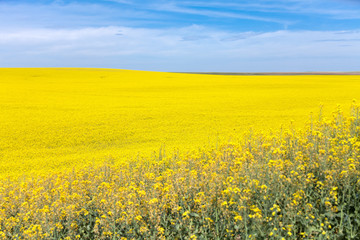 Fototapeta premium Yellow Canola Flower