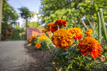 Marigold flowers