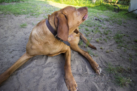 Hungarian dogg