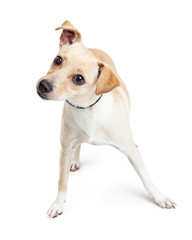 Curious Small Breed Dog Tilting Head