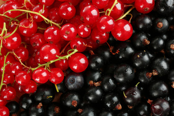 Ripe red and black currant background