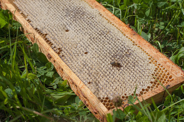 Frame with honey