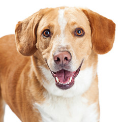 Happy Labrador and Beagle Crossbreed Dog Closeup