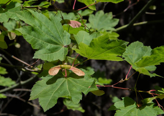 Obraz na płótnie Canvas Seed Pod and Leaves of a Vine Maple