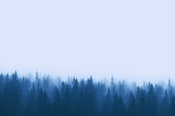 Obraz premium Krajobraz w odcieniach błękitu - las sosnowy w górach z mgłą
