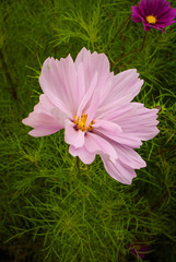 Pink flowers