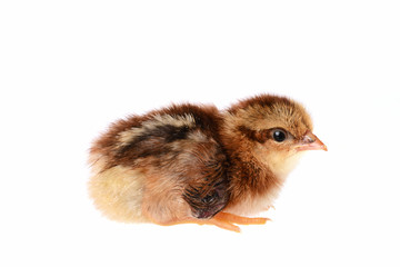 Newly hatched little chicken of theæight sussex race.