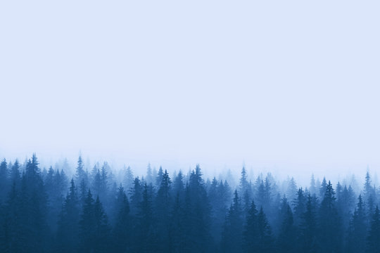 Fototapeta Landscape in blue tones - pine forest in mountains with fog