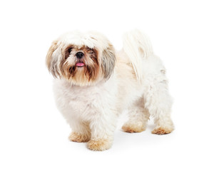 Shih Tzu Breed Adult Dog on White