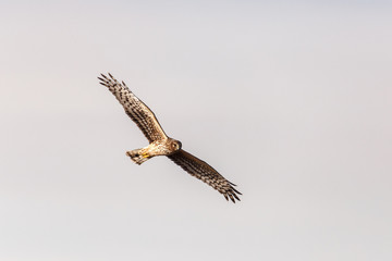Northern Harrier