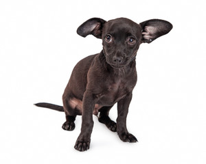 Timid Small Black Chihuahua Crossbreed Dog
