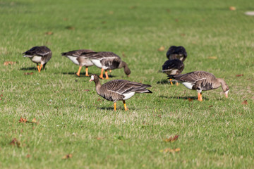  Greater White-fronted Goose