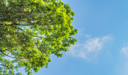 big tree and blue sky