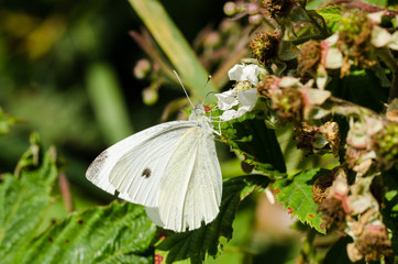 large White Butterfly