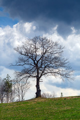 Tree before storm in Plana Mountain,  Sofia Province, Bulgaria