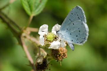 Small Blue Butterfly (Lycaenidae)