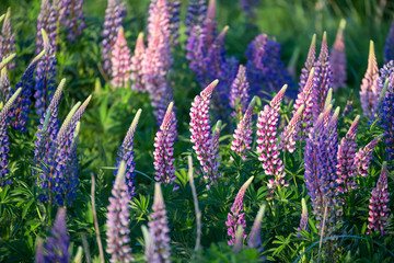 Obraz premium Lupinus