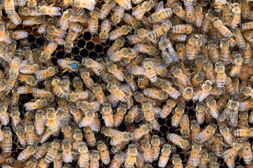 Marked queen bee with abdomen in cell laying egg.