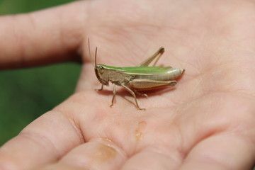 Kid hand holding grasshopper bug macro detail.