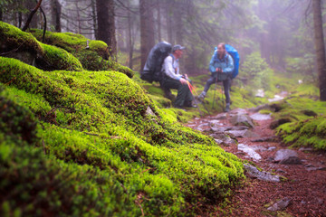 Green moss on hiking trail wild forest, Gorgan, Carpathians, Ukr