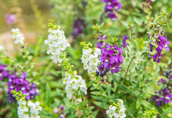 Obraz premium Beautiful purple flowers on the mountain