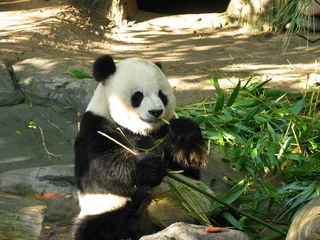 Cercles muraux Panda dîner de panda