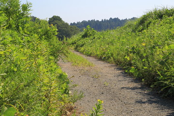 Obraz premium Gravel road in a mountain where grass is wanton.
